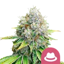 OG Kush | PHOTOFEM | Royal Queen Seeds