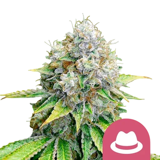 OG Kush
