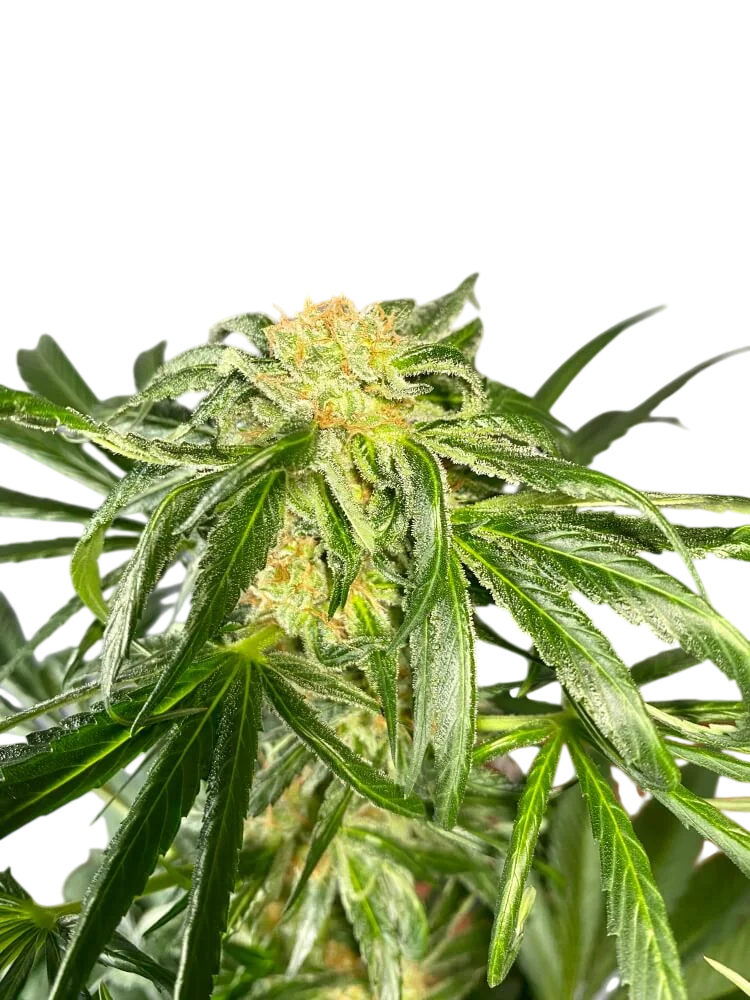Jack Herer Fast | PHOTOFEM | Tiger One Bulk