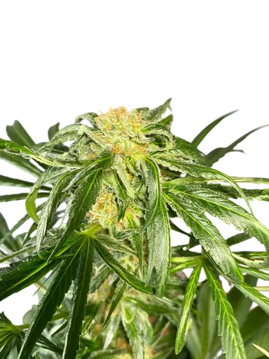 Jack Herer Fast