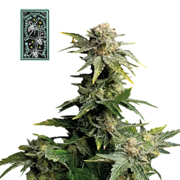 White Widow Fast | PHOTOFEM | Tiger One Bulk