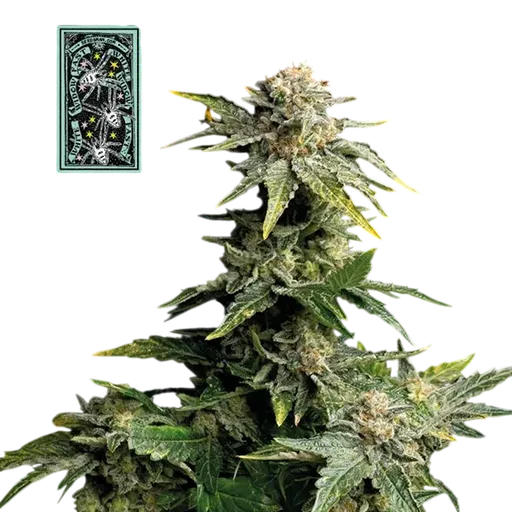 White Widow Fast