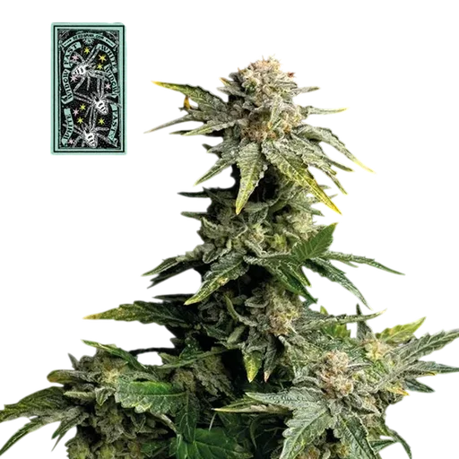 White Widow Fast