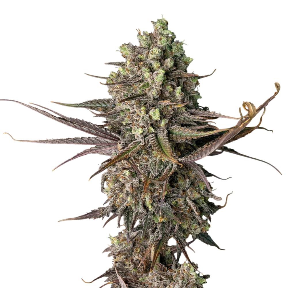 Blue Dream FAST – Produktansicht