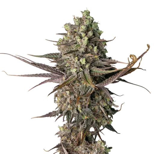 Blue Dream FAST