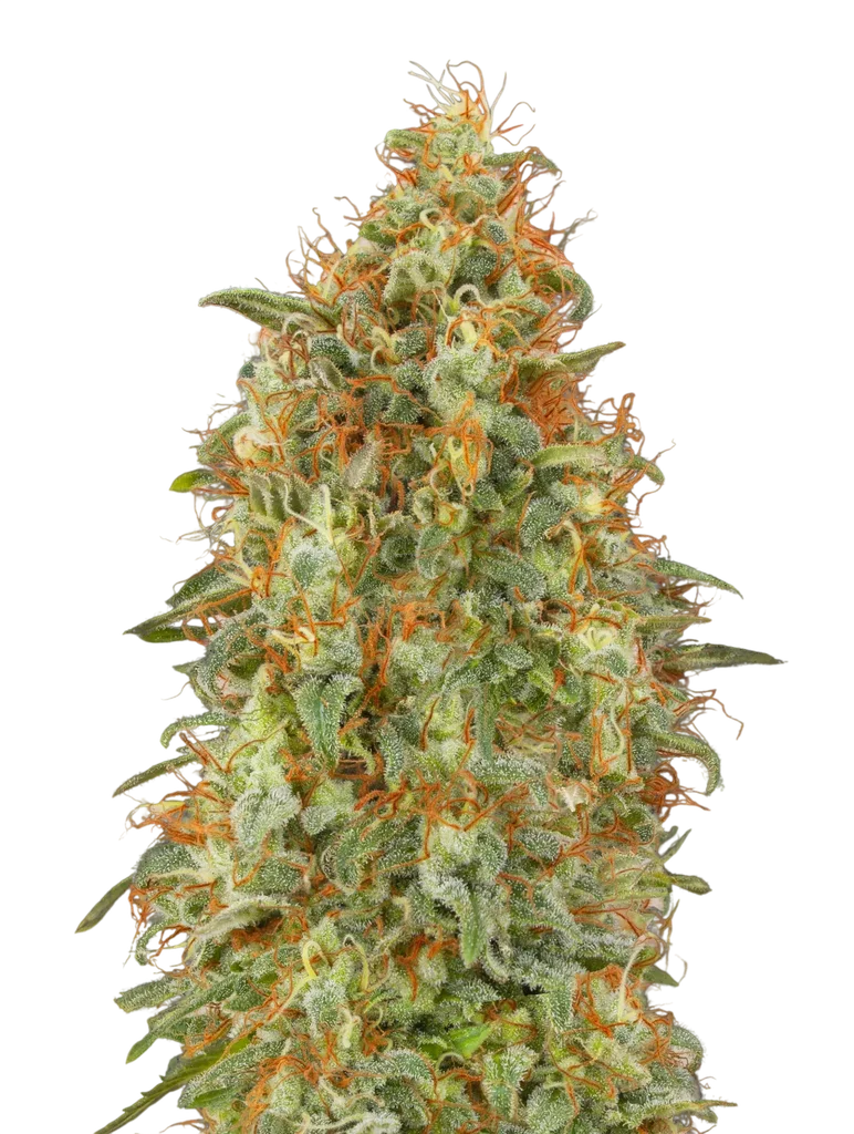 Zkittlez FAST | PHOTOFEM | Advanced Seeds