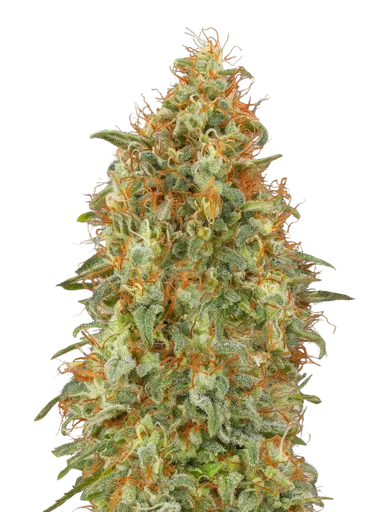 Zkittlez FAST