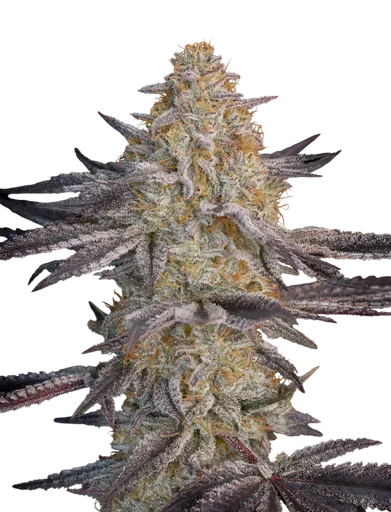 Air Lemon
