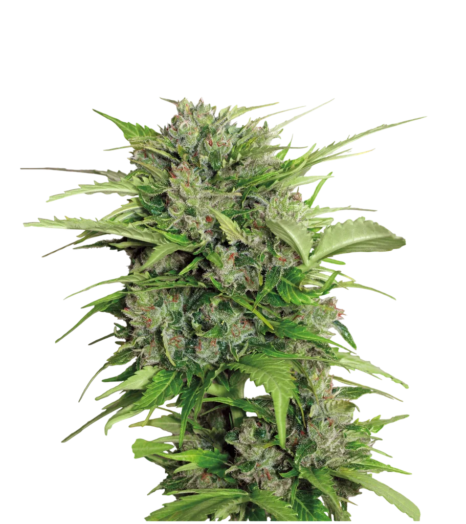 AK-47 Auto | AUTOFEM | Serious Seeds