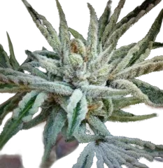 Buddha Tahoe OG | PHOTOFEM | Cali Connection