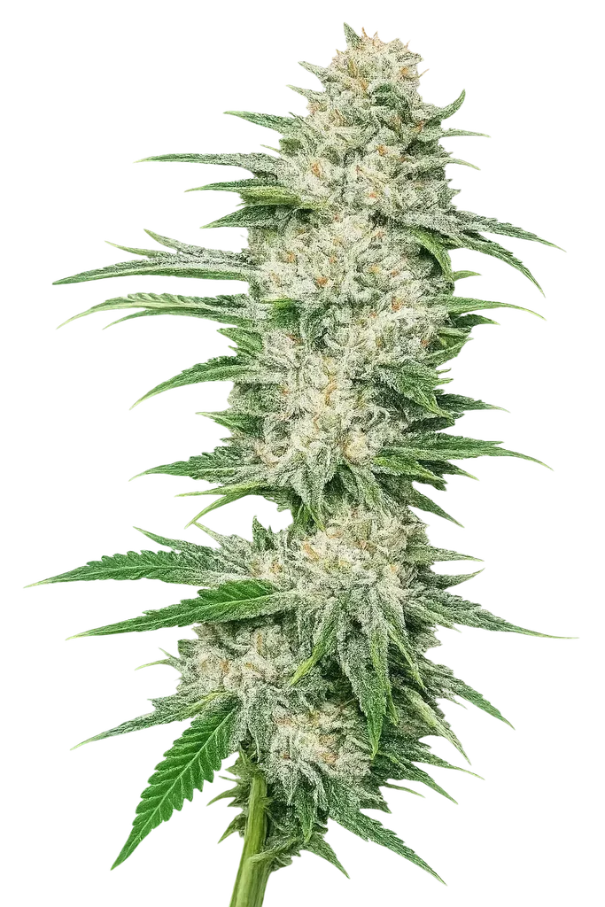 Buddha Tahoe OG | PHOTOFEM | Cali Connection