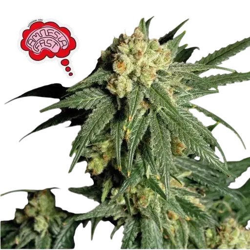 Amnesia FAST