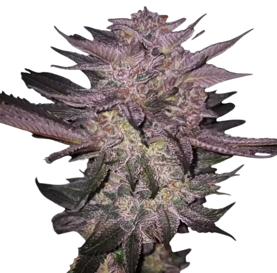 Atomic Fuego R1 | PHOTOFEM | Ethos Genetics