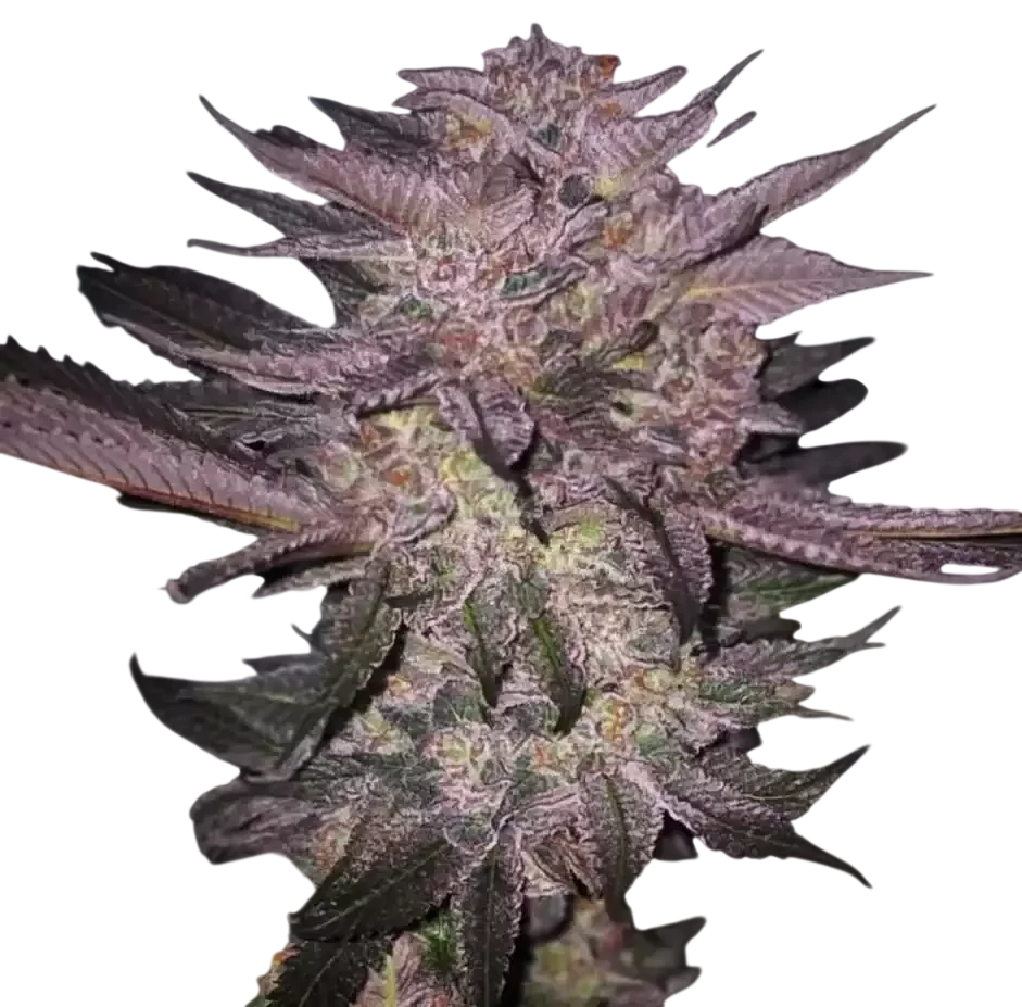 Atomic Fuego R1 | PHOTOFEM | Ethos Genetics