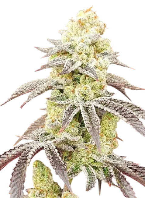 Aurelium | PHOTOFEM | In House Genetics