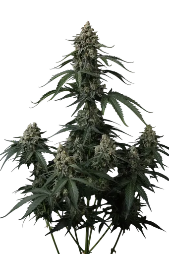 Banana Cherry Cookies Auto | AUTOFEM | Fast Buds