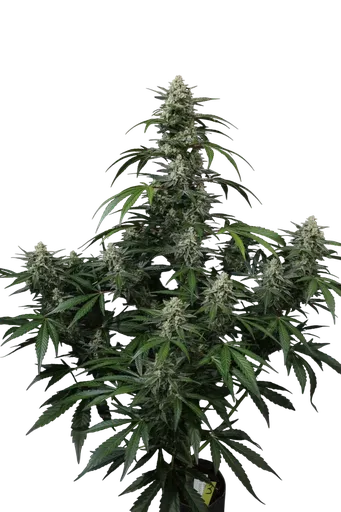 Banana Frost Auto | AUTOFEM | Fast Buds