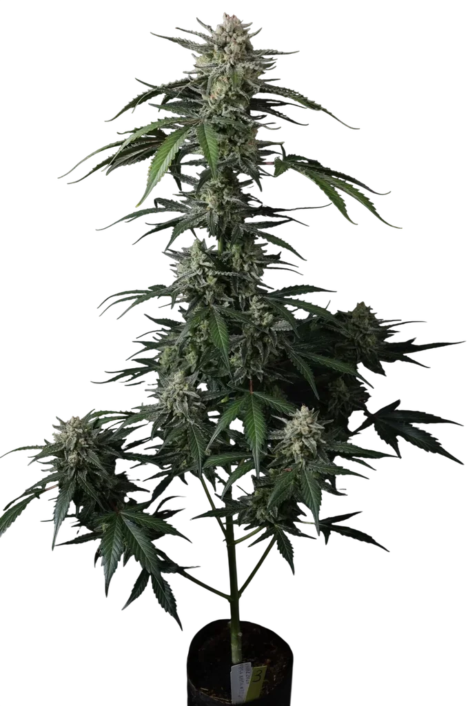 Banana Guava Auto | AUTOFEM | Fast Buds