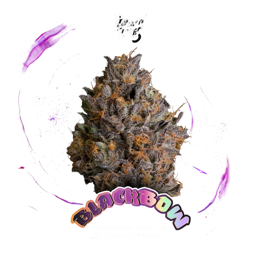 Black Bow | PHOTOFEM | Wizard Trees