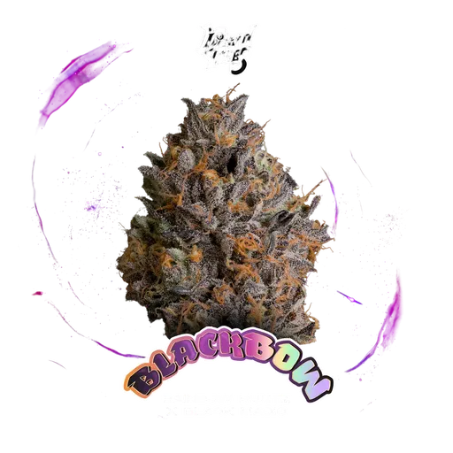 Black Bow | PHOTOFEM | Wizard Trees