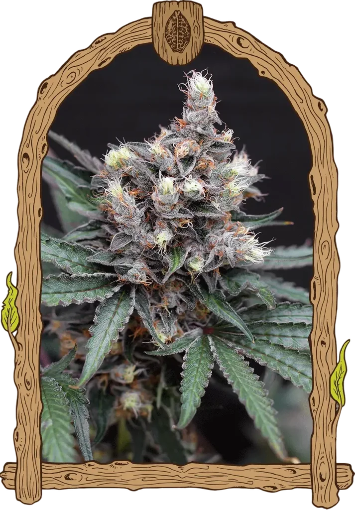 Blacknana | PHOTOREG | Exotic Seed