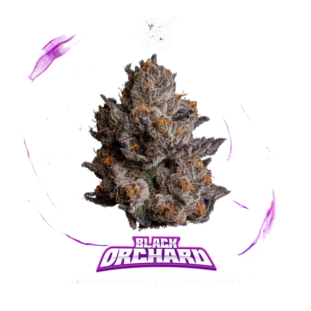 Black Orchard | PHOTOFEM | Wizard Trees