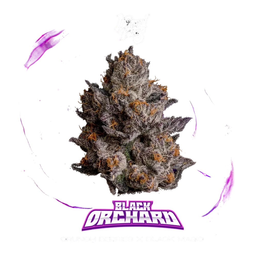 Black Orchard | PHOTOFEM | Wizard Trees