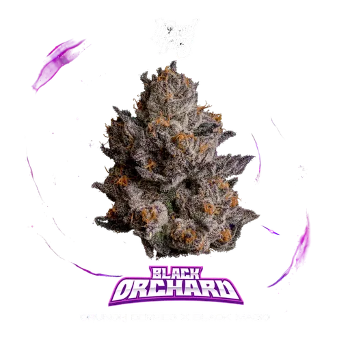 Black Orchard | PHOTOFEM | Wizard Trees