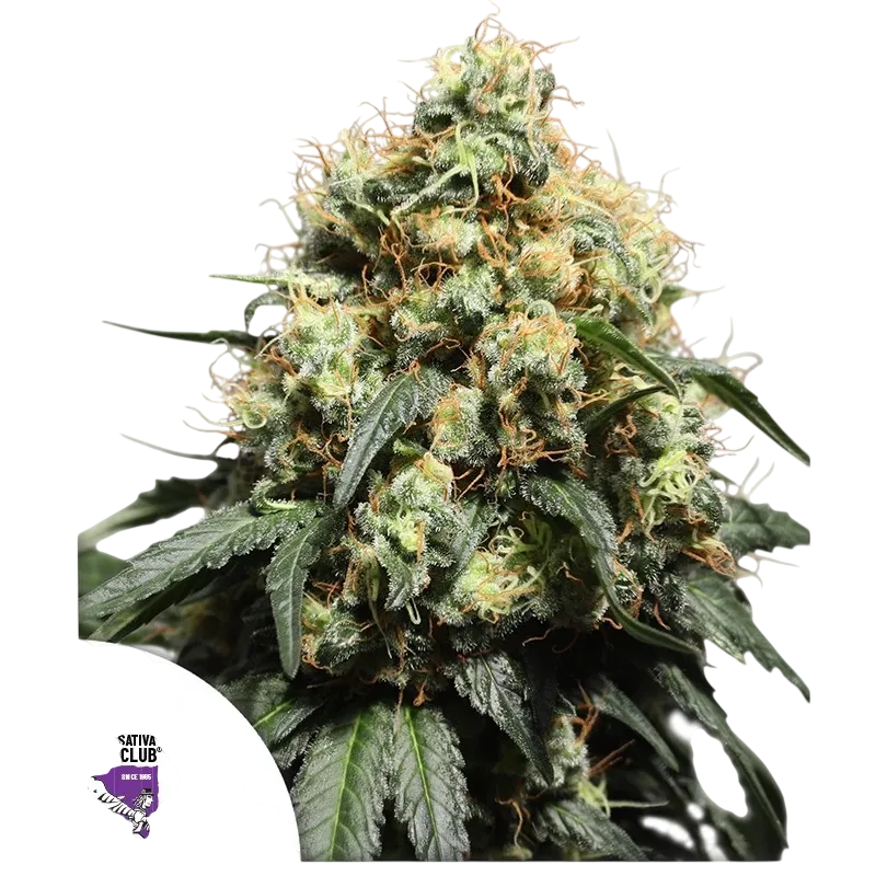 Bruce Lemon Diesel | PHOTOFEM | Dutch Passion