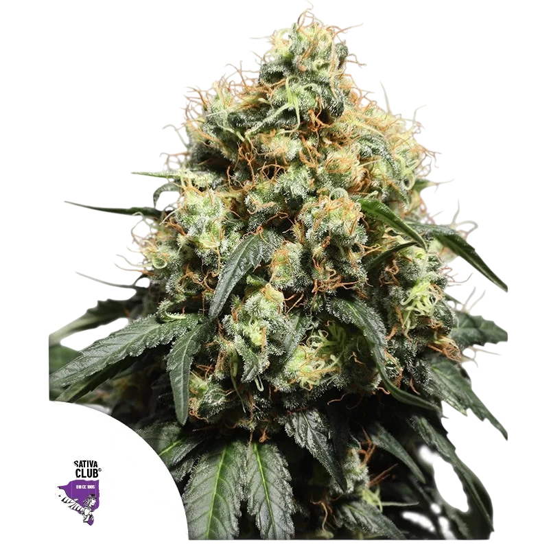Bruce Lemon Diesel | PHOTOFEM | Dutch Passion