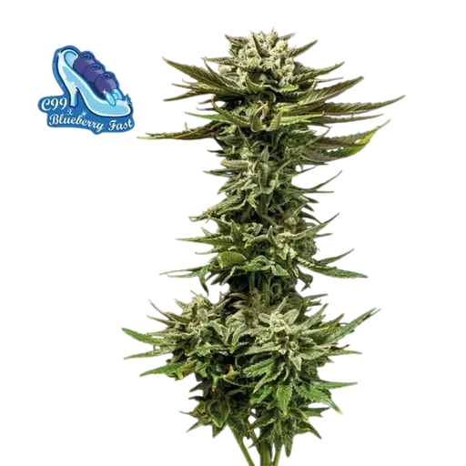 C99 x Blueberry Fast