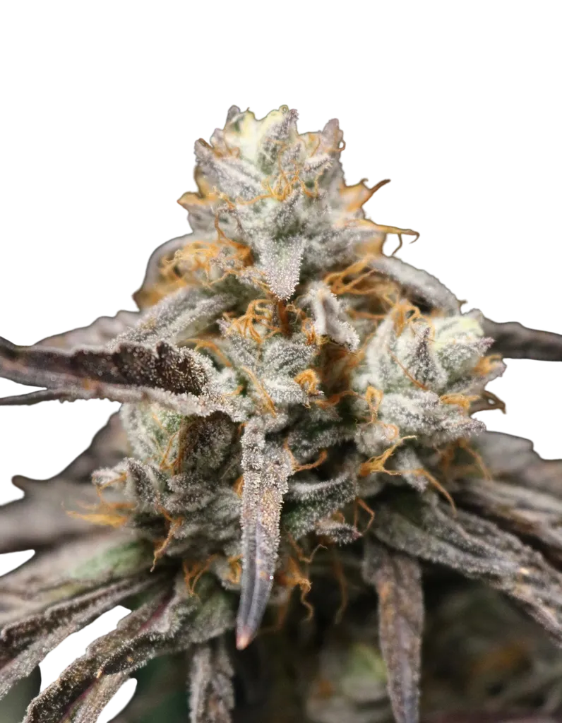 Cajun Moon BX | PHOTOFEM | Lovin In Her Eyes