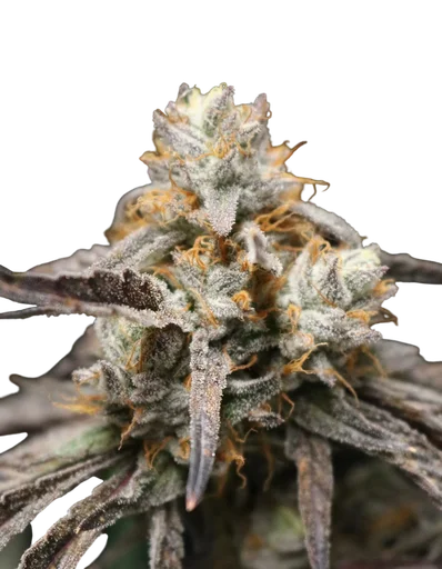 Cajun Moon BX