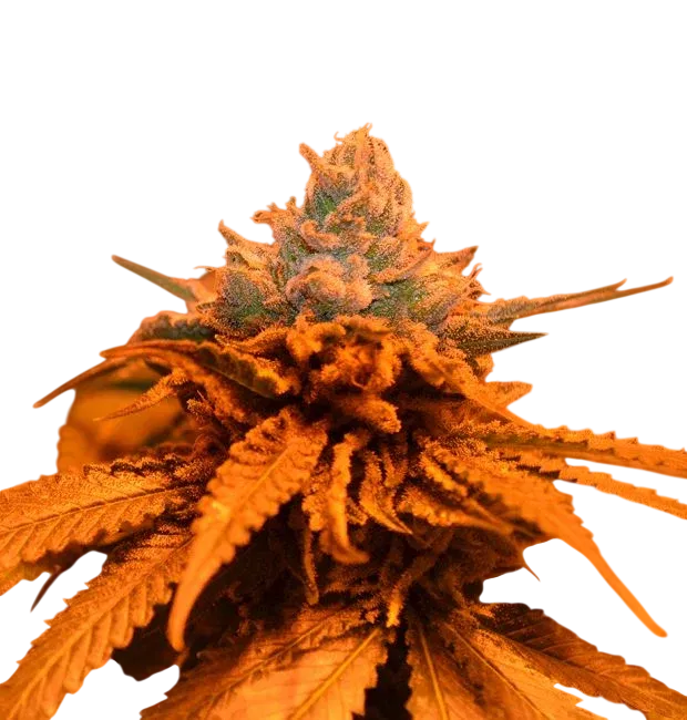 Candyland | PHOTOREG | Grand Daddy Genetics