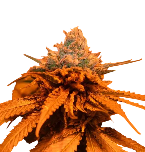 Candyland