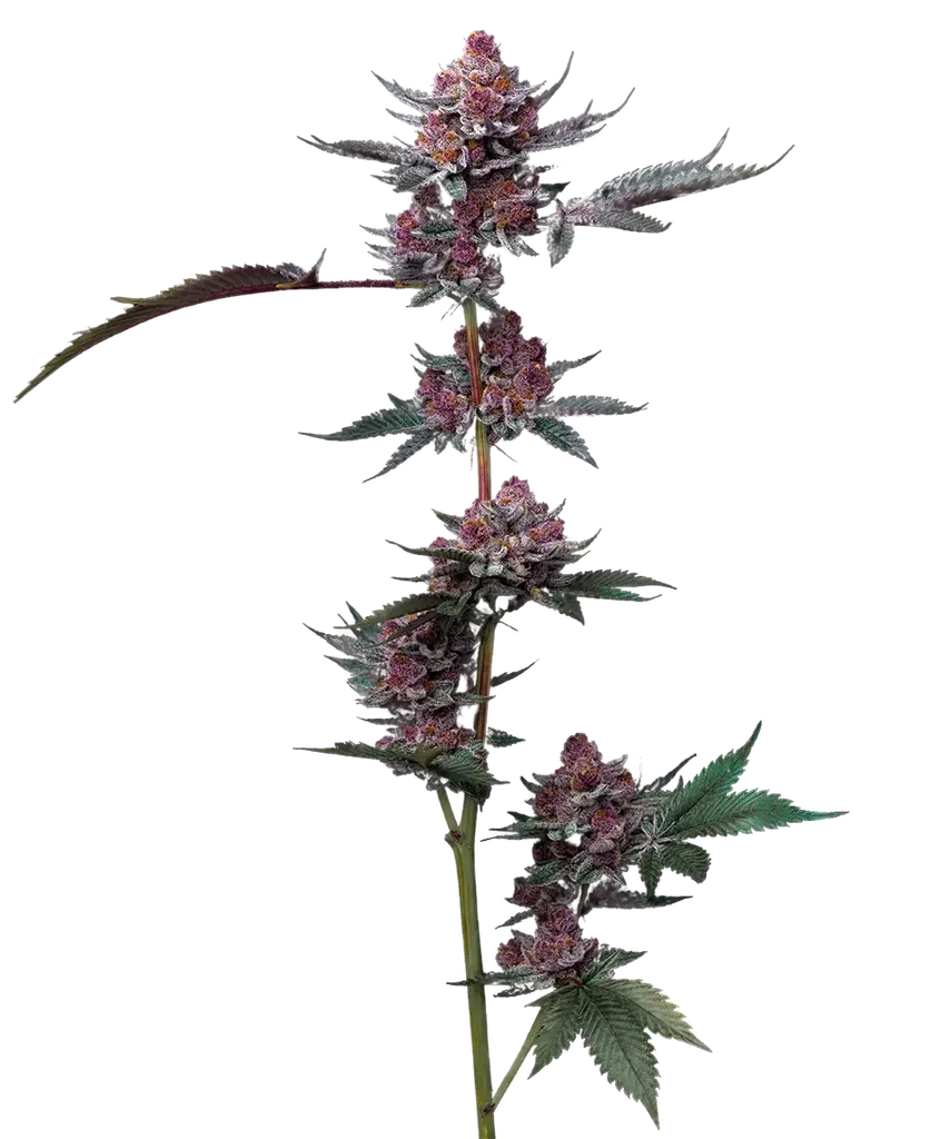 Cherry Poppers | PHOTOFEM | Barneys Farm