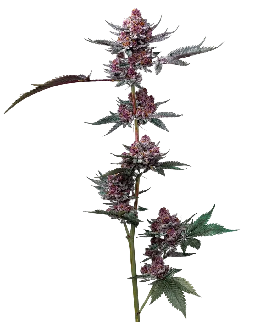 Cherry Poppers | PHOTOFEM | Barneys Farm