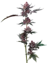 Cherry Poppers | PHOTOFEM | Barneys Farm