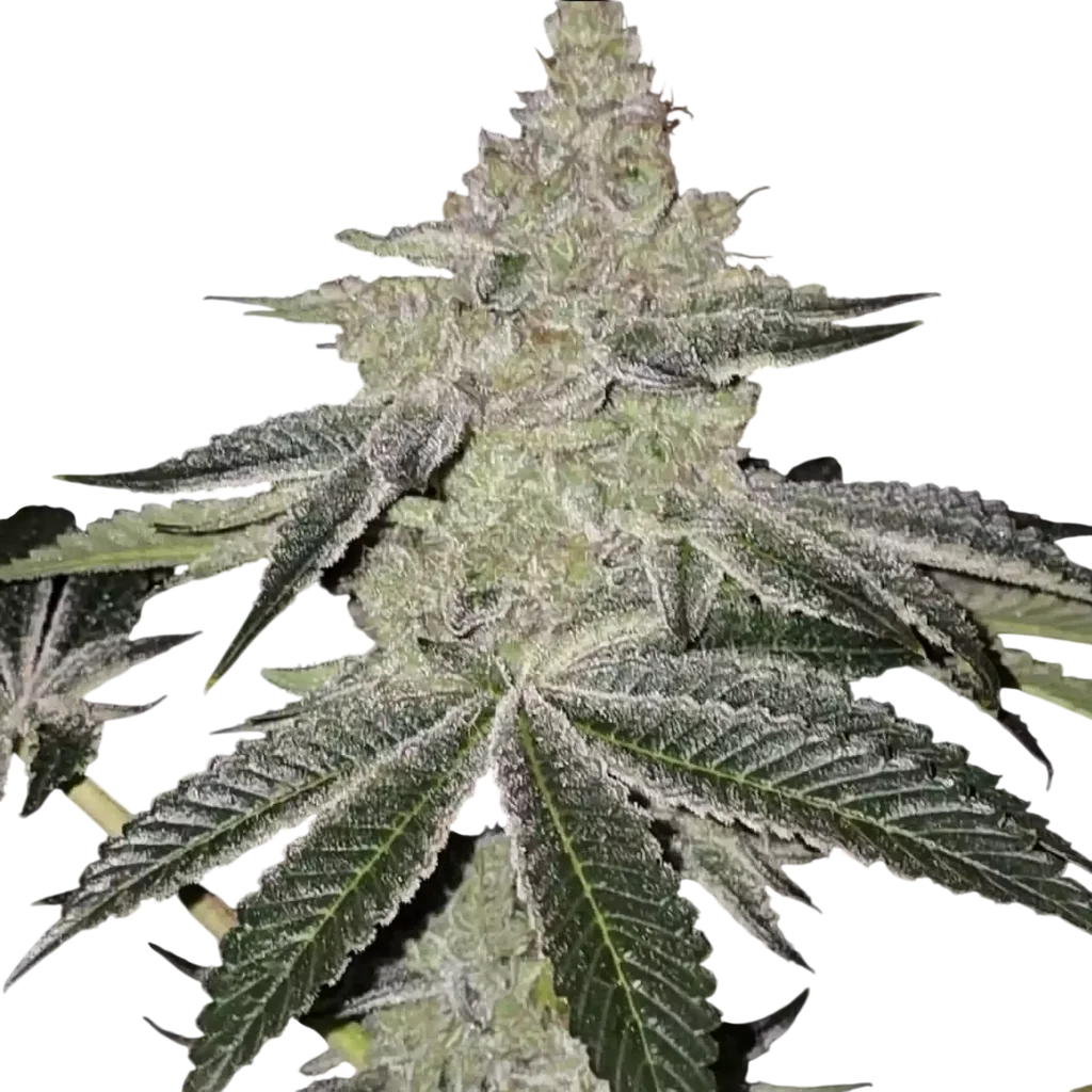 Chama R1 | PHOTOFEM | Ethos Genetics