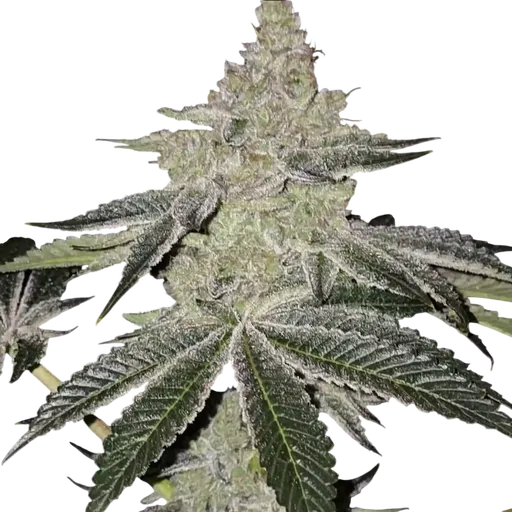 Chama R1 | PHOTOFEM | Ethos Genetics