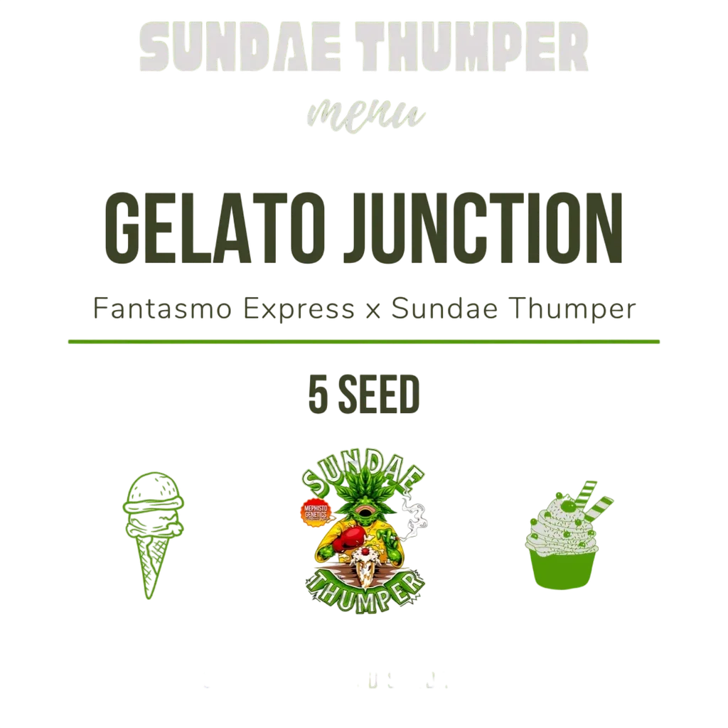 Gelato Junction Auto – Produktansicht