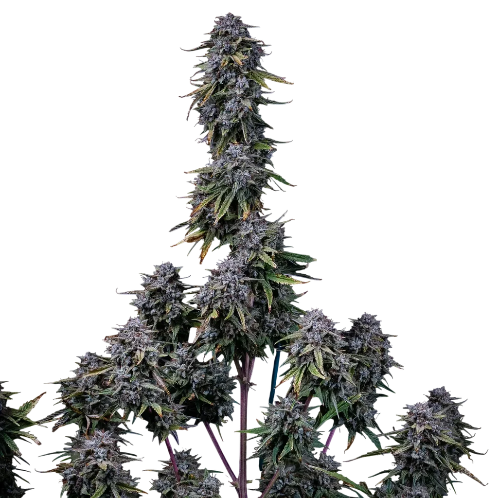 Grape Crinkle Auto | AUTOFEM | Mephisto Genetics