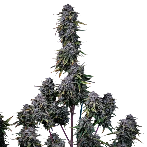 Grape Crinkle Auto