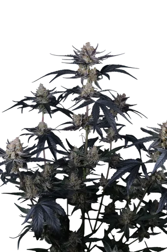 Guava Runtz Auto