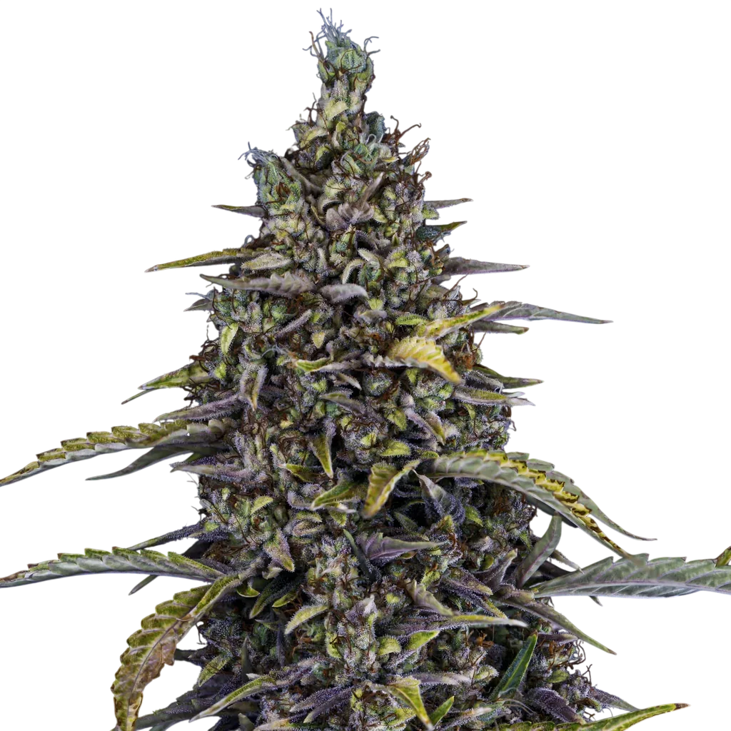 Jacob's Remedy Auto | AUTOFEM | Mephisto Genetics