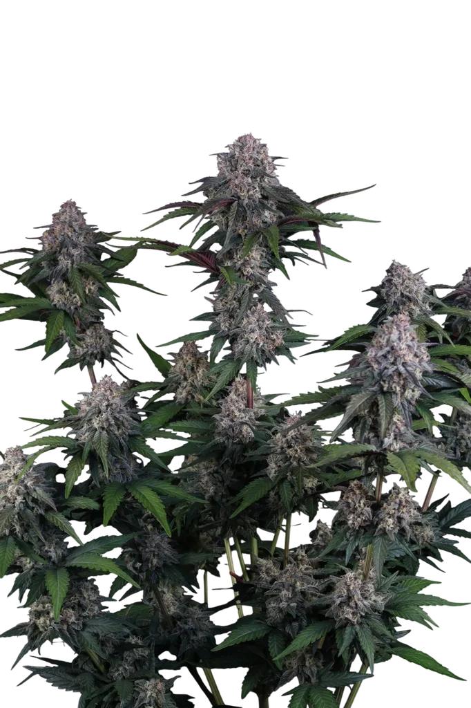 Lemon Cherry Sundae Auto | AUTOFEM | Fast Buds