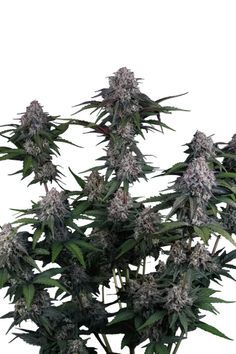 Lemon Cherry Sundae Auto