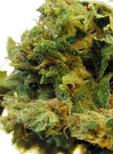 Burmese | PHOTOREG | BC Bud Depot