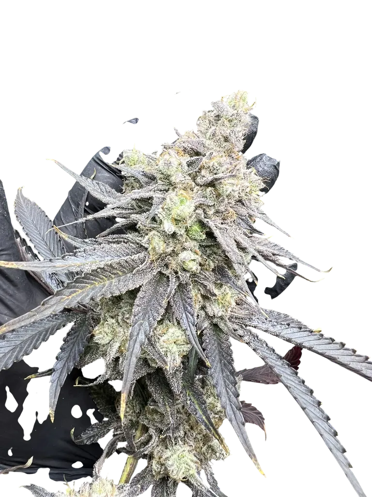 Juice Pack | PHOTOFEM | Umami Seed Co.
