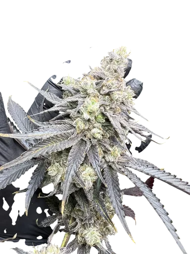 Juice Pack